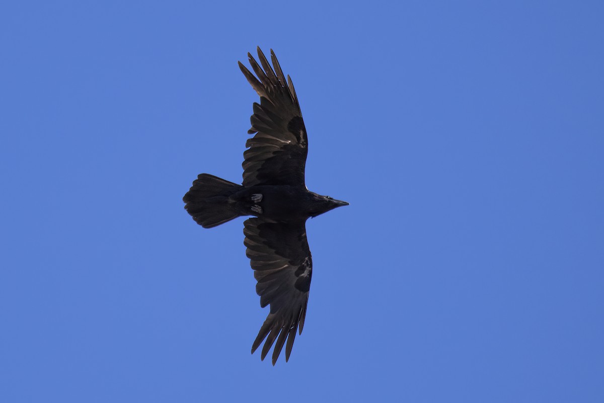 Common Raven - ML635679999