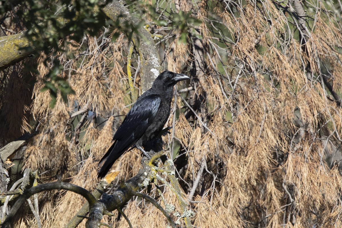 Common Raven - ML635680000