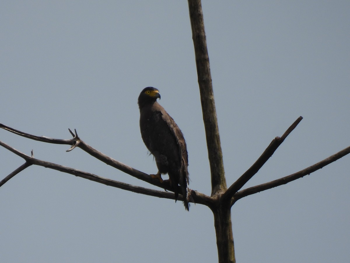Haubenschlangenadler - ML635680013