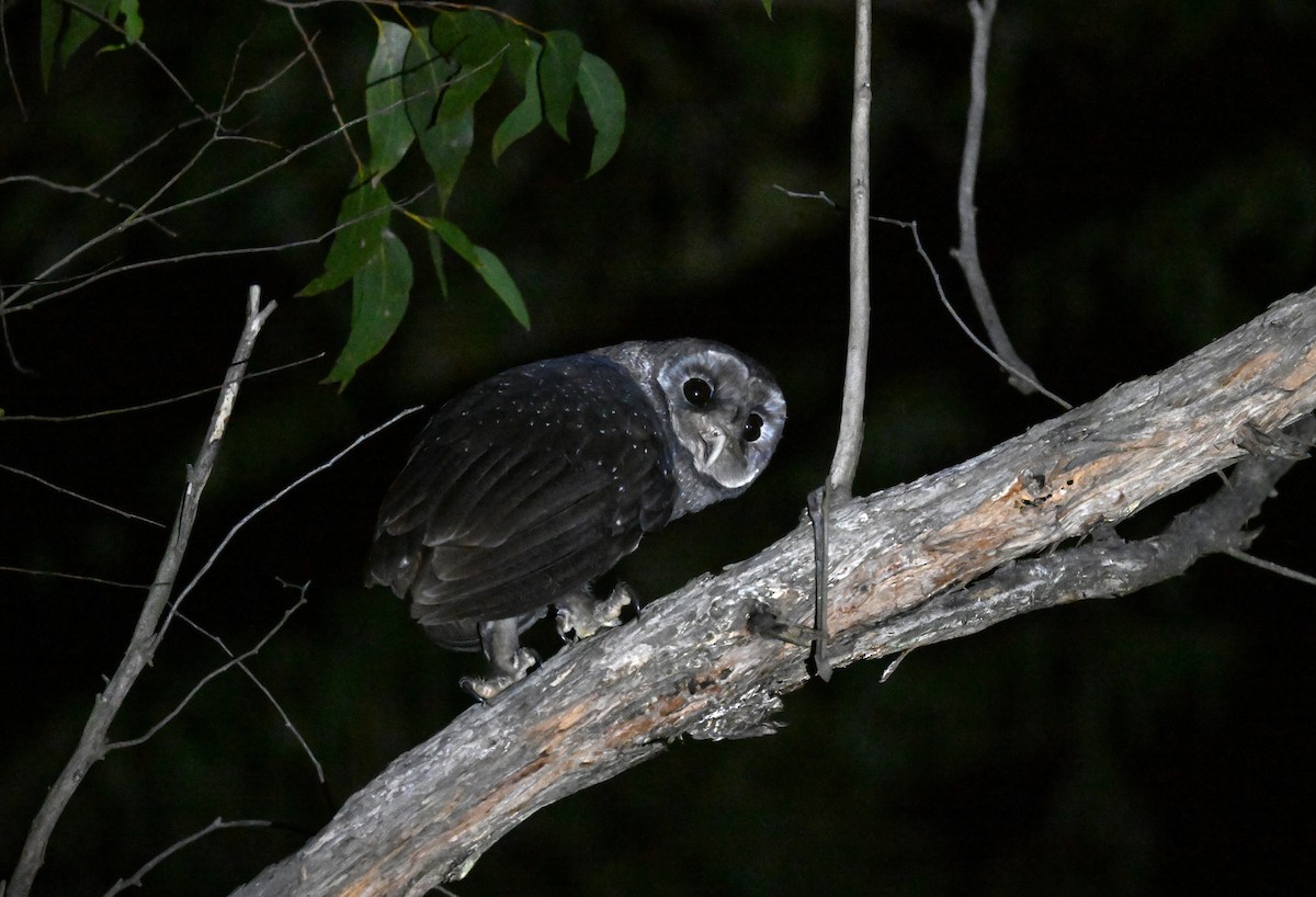 Sooty Owl - ML635680169