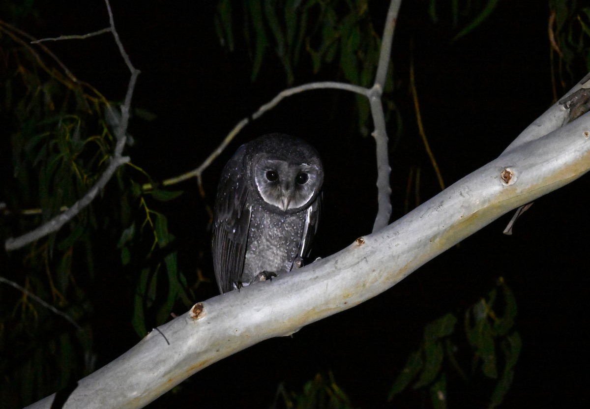 Sooty Owl - ML635680174