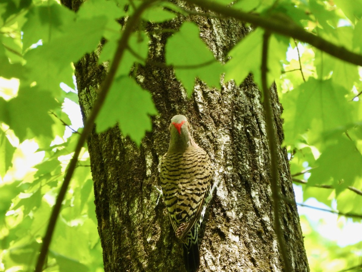Northern Flicker - ML635680220