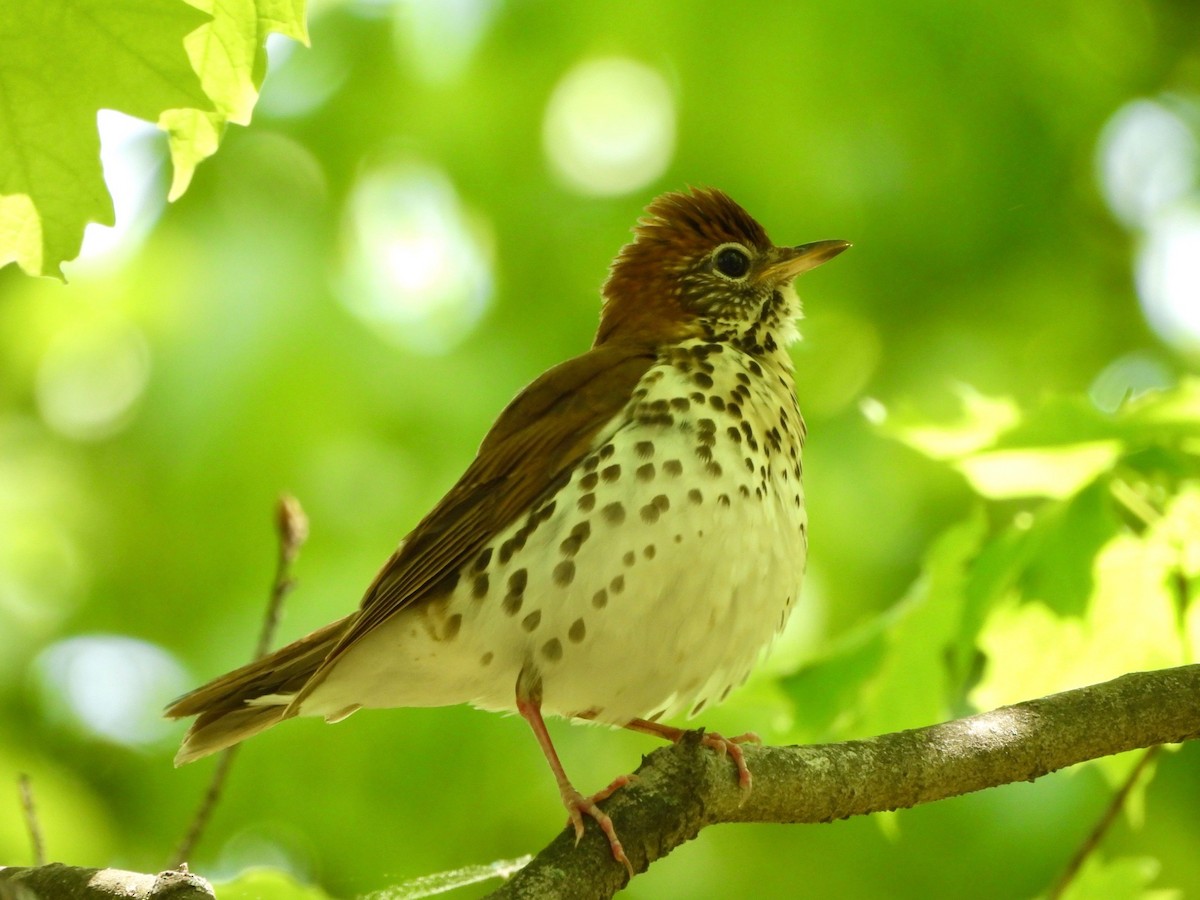 Wood Thrush - ML635680226