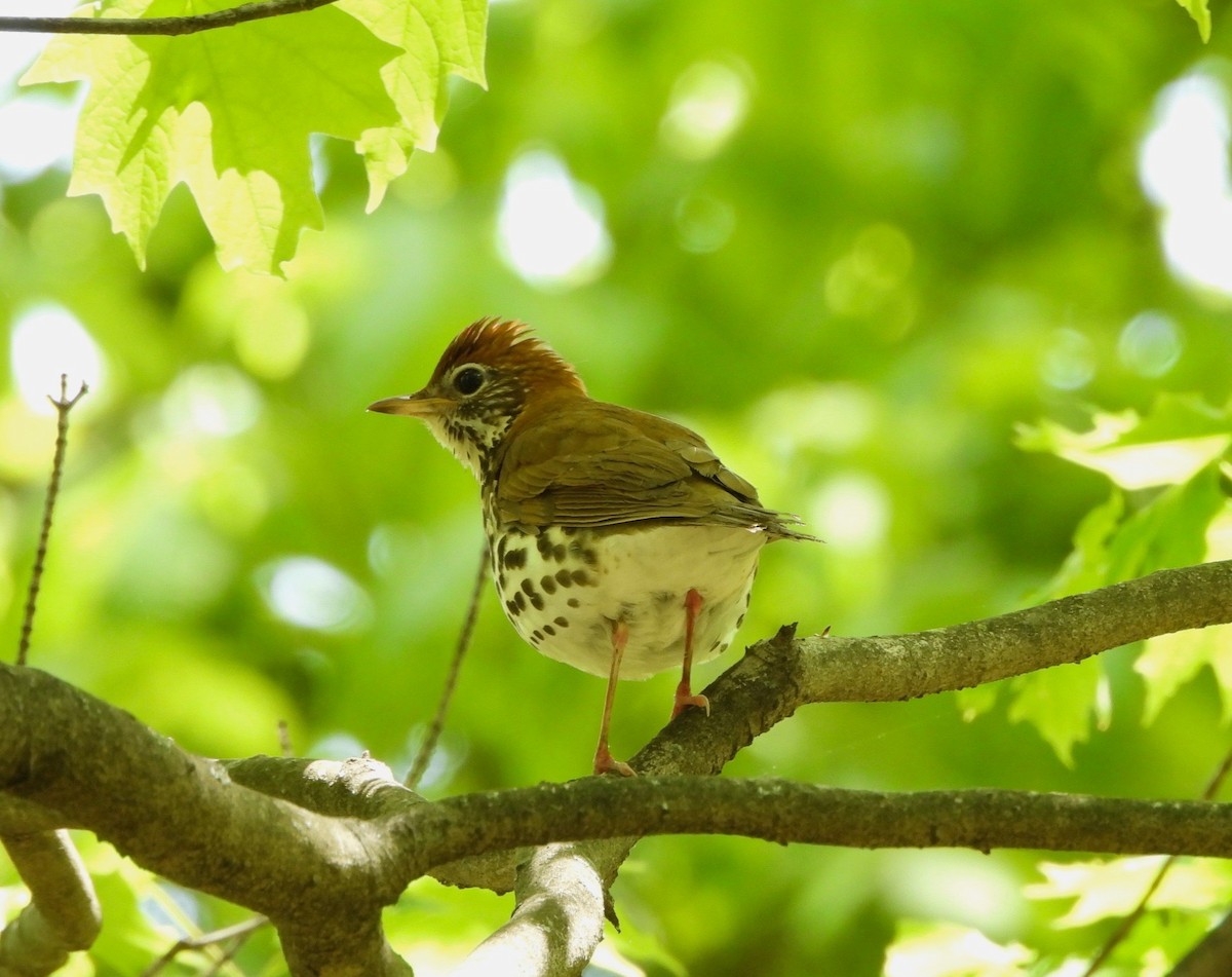 Wood Thrush - ML635680227