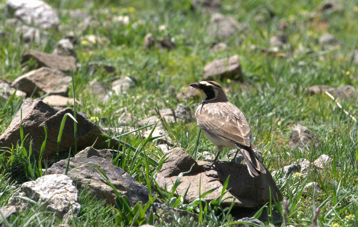 Horned Lark (Atlas) - ML635680251