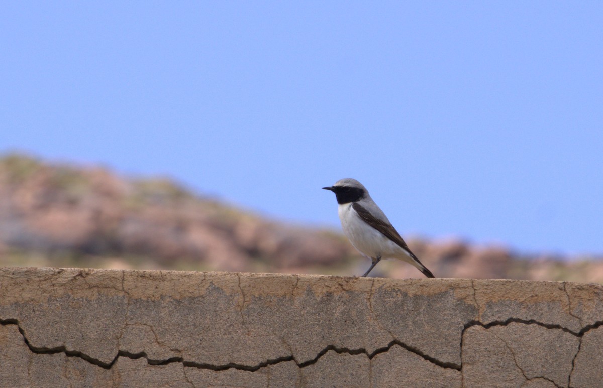 Atlas Wheatear - ML635680289