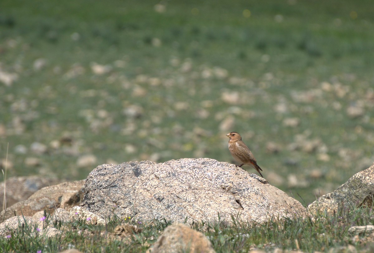 Crimson-winged Finch - ML635680376