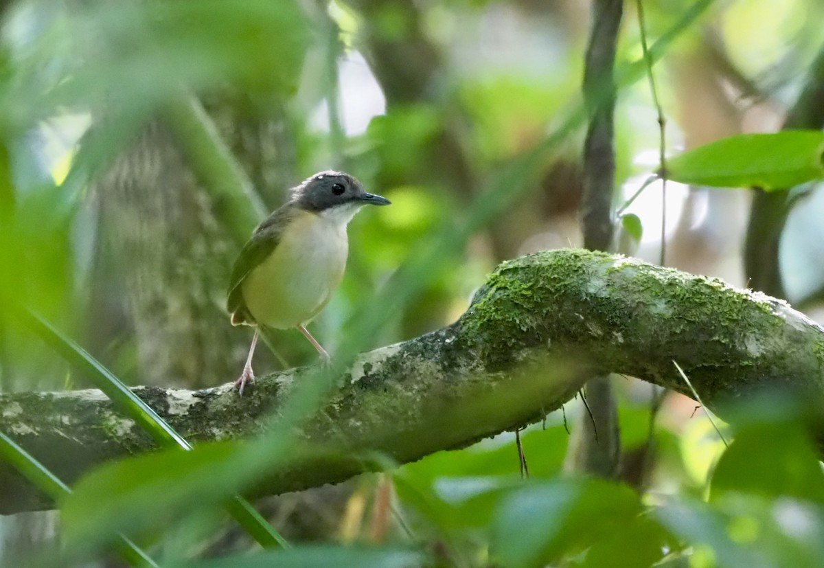 Short-tailed Babbler - ML635680411