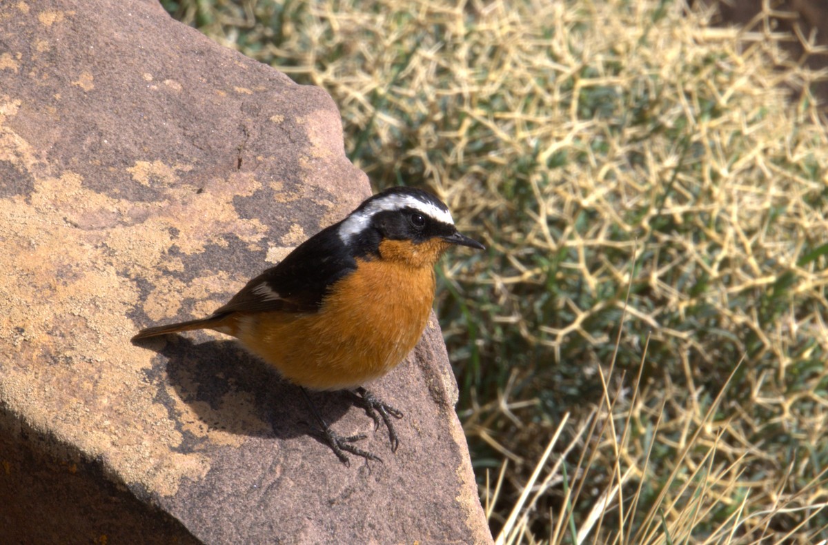 Moussier's Redstart - ML635680438