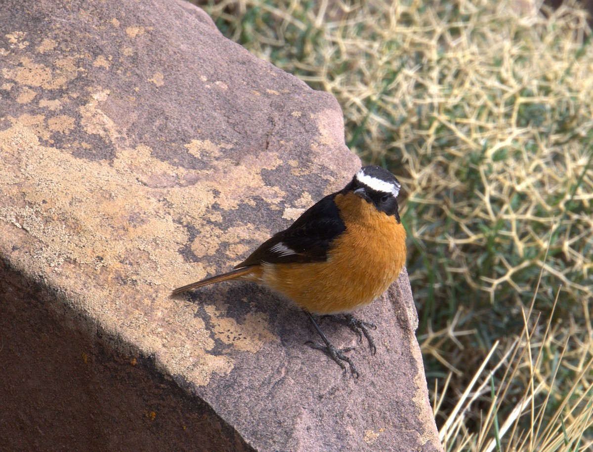 Moussier's Redstart - ML635680439