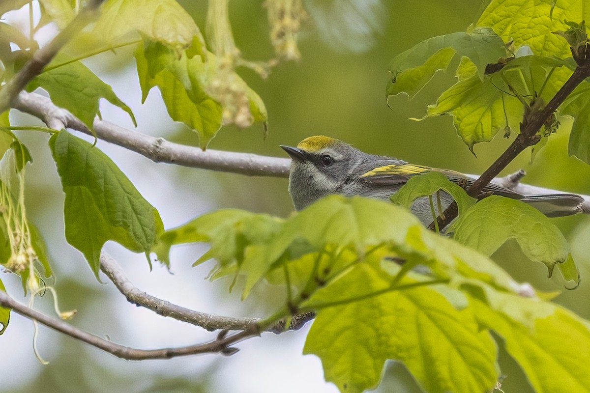 Golden-winged Warbler - ML635680468