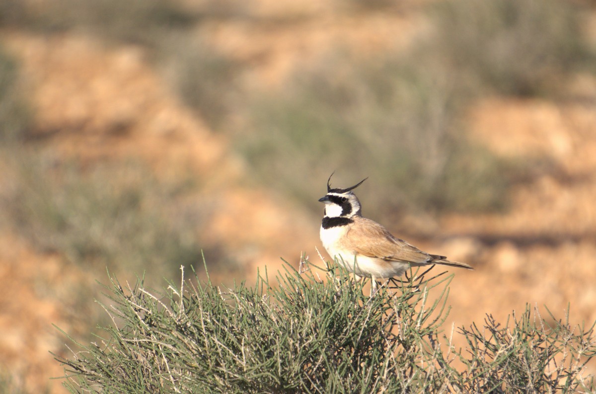 Temminck's Lark - ML635680530