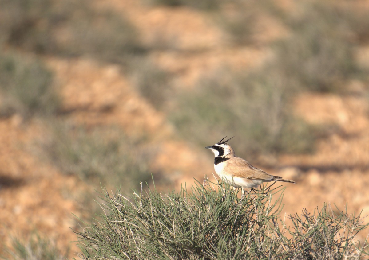 Temminck's Lark - ML635680531