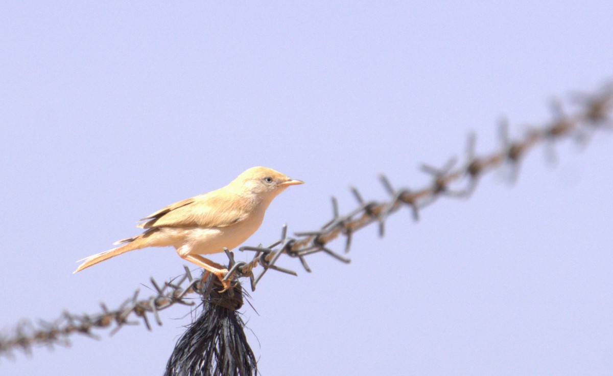 African Desert Warbler - ML635680611