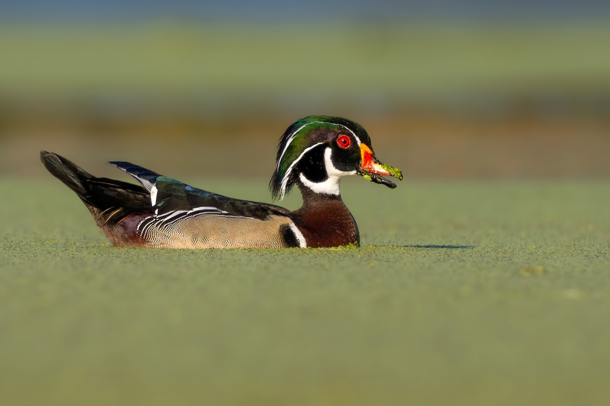 Wood Duck - ML635680630