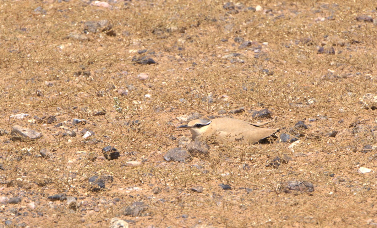 Çölkoşarı - ML635680662
