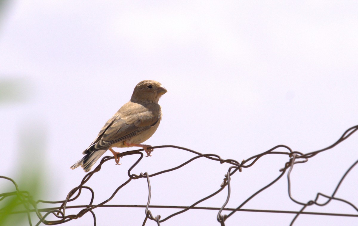 Trumpeter Finch - ML635680665