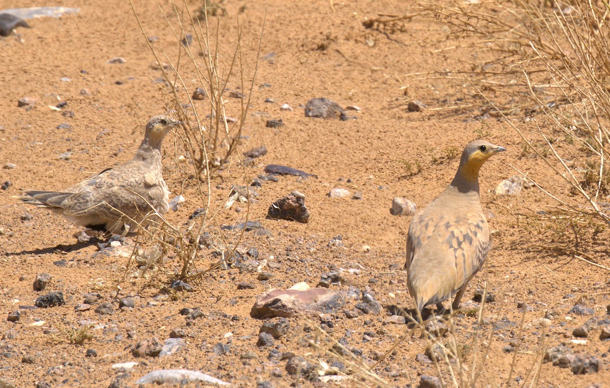 Spotted Sandgrouse - ML635680706