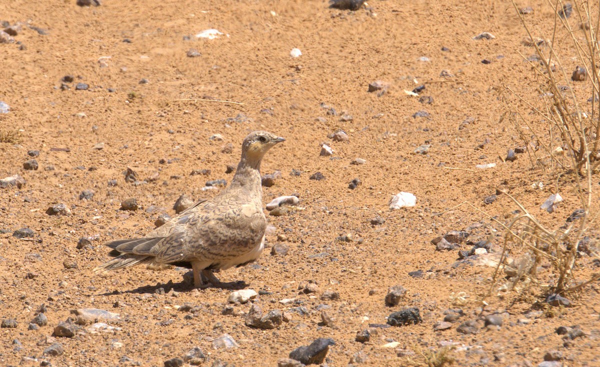 Spotted Sandgrouse - ML635680725