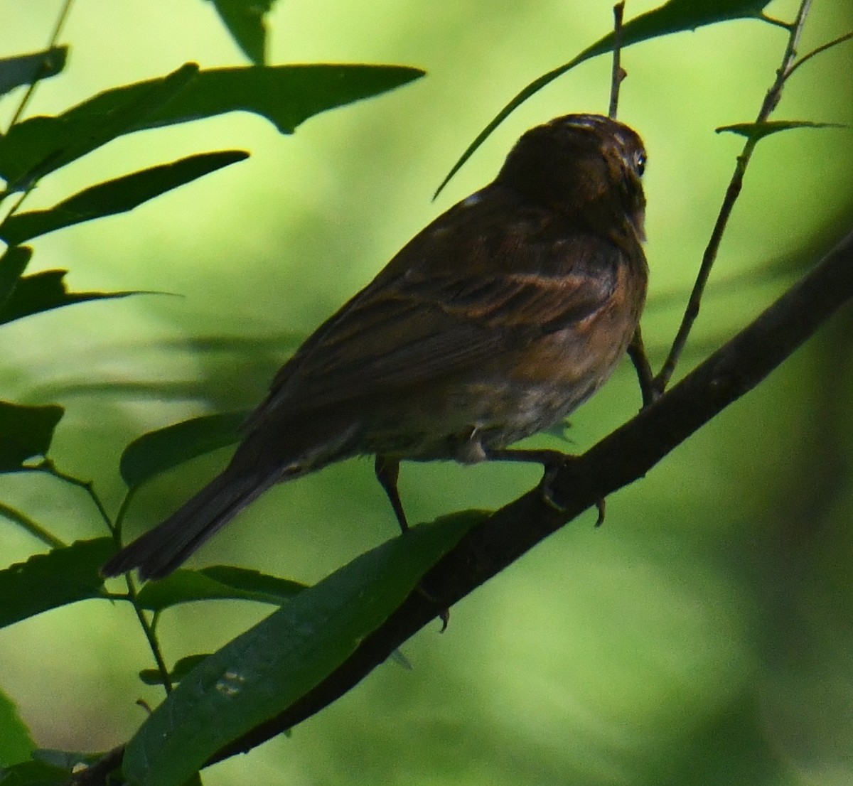 Indigo Bunting - ML635680779