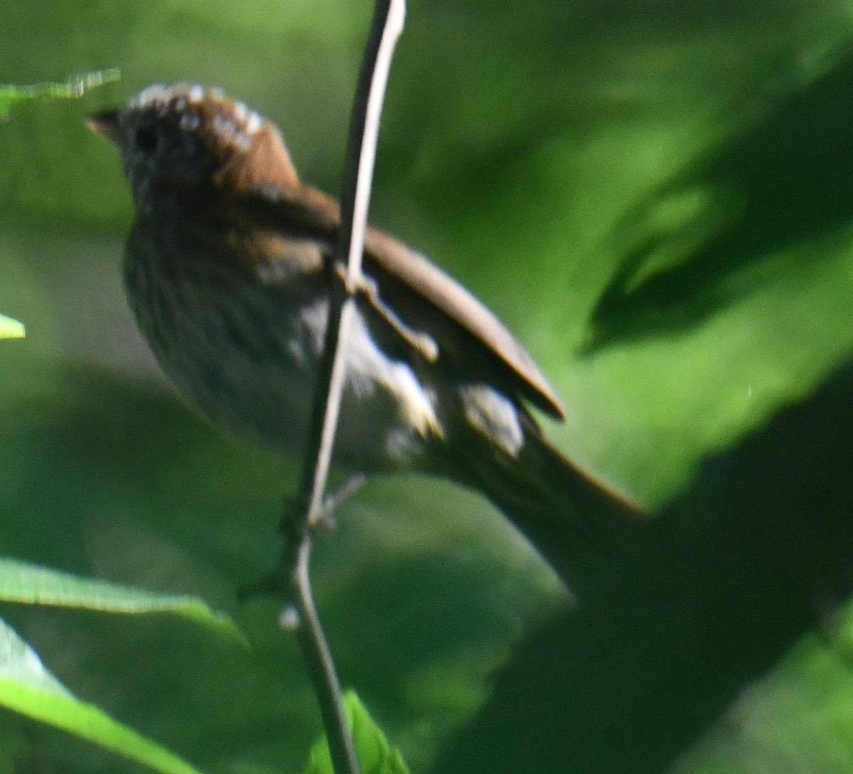 Indigo Bunting - ML635680780