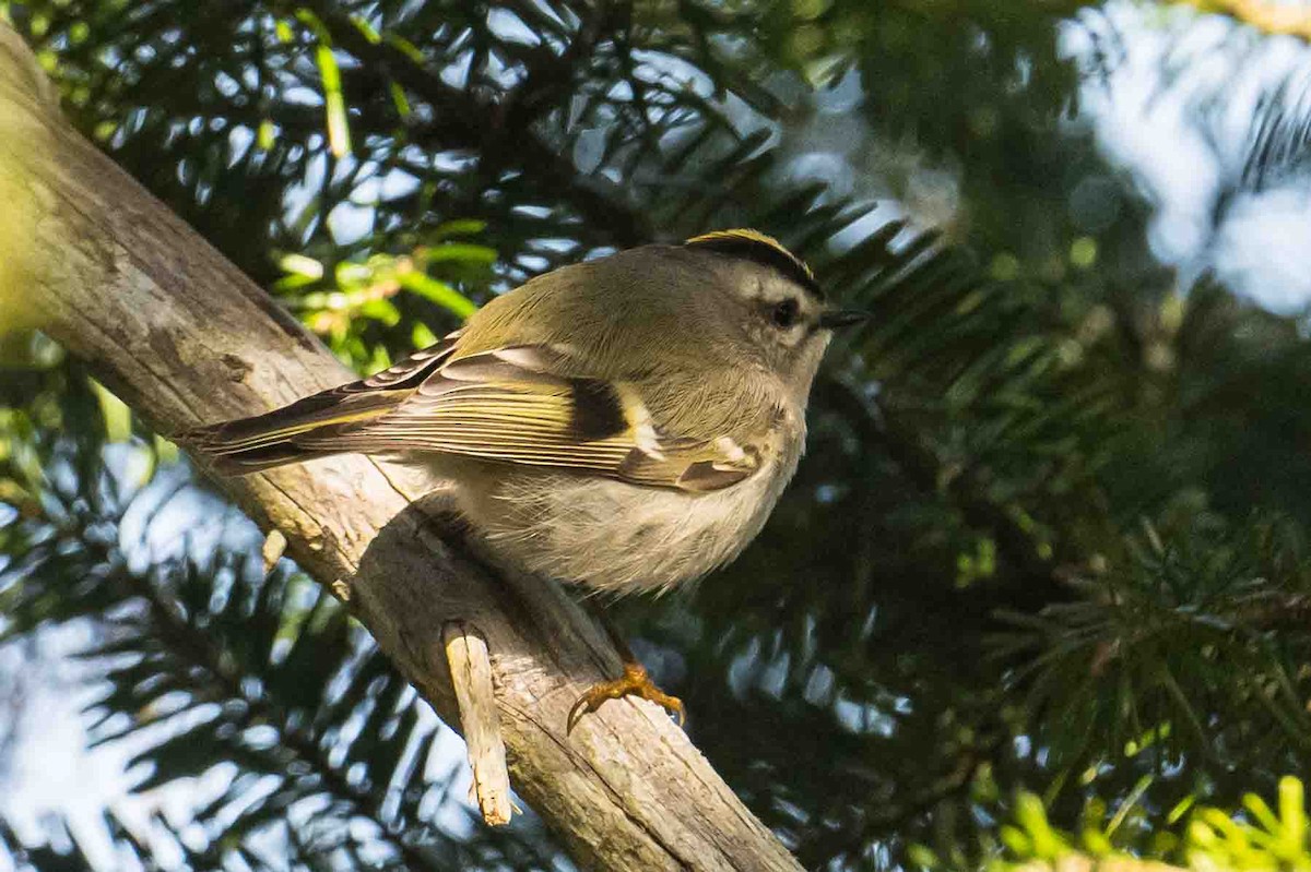 Golden-crowned Kinglet - ML635680805
