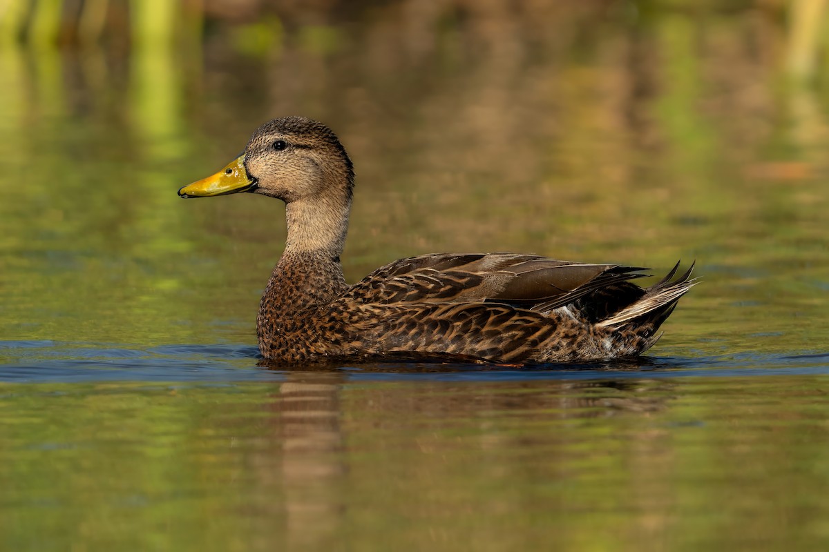 Mottled Duck - ML635680862