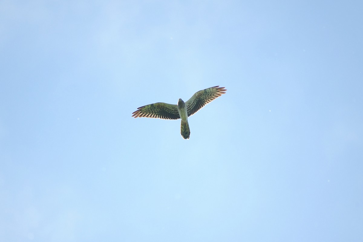 Montagu's Harrier - ML635680895