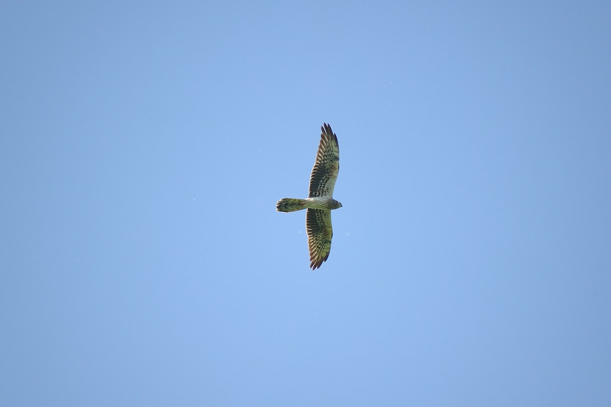 Montagu's Harrier - ML635680896