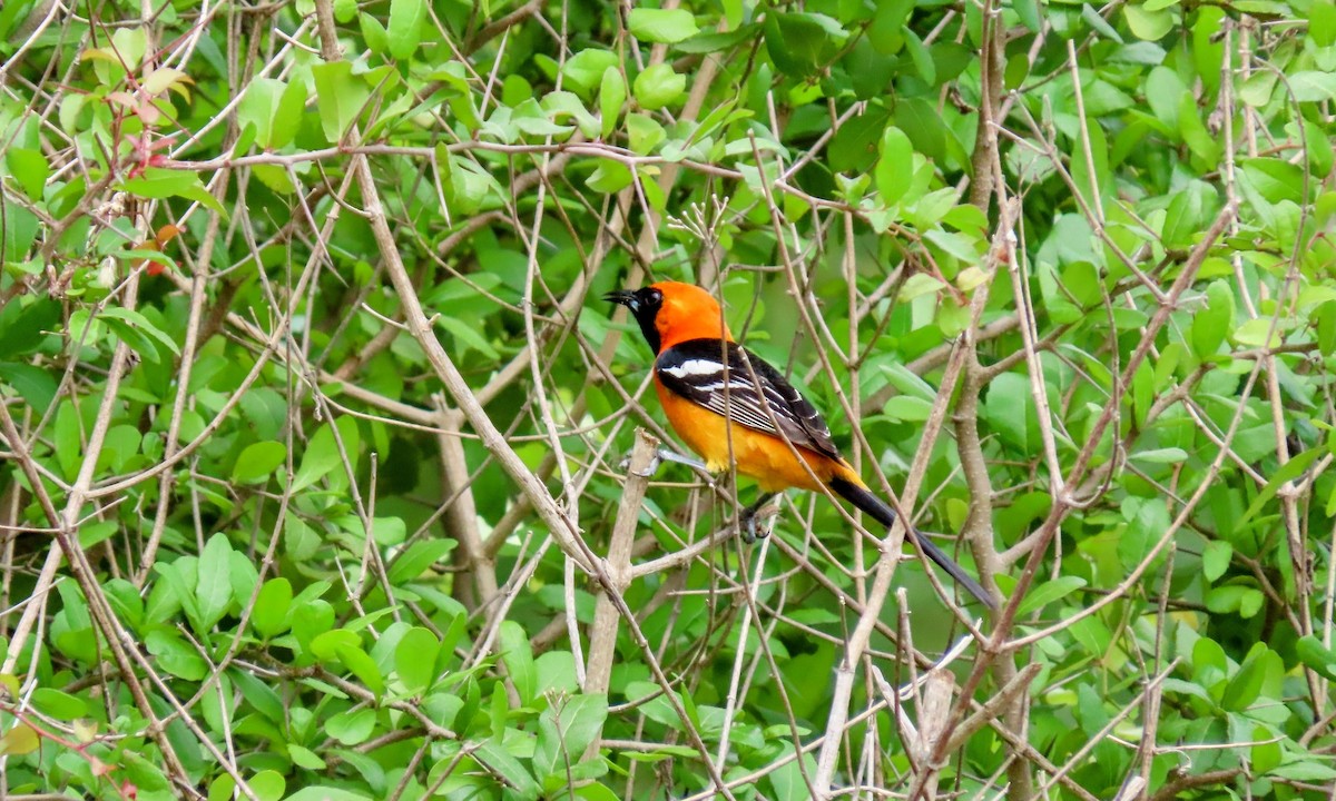Hooded Oriole - ML635680953