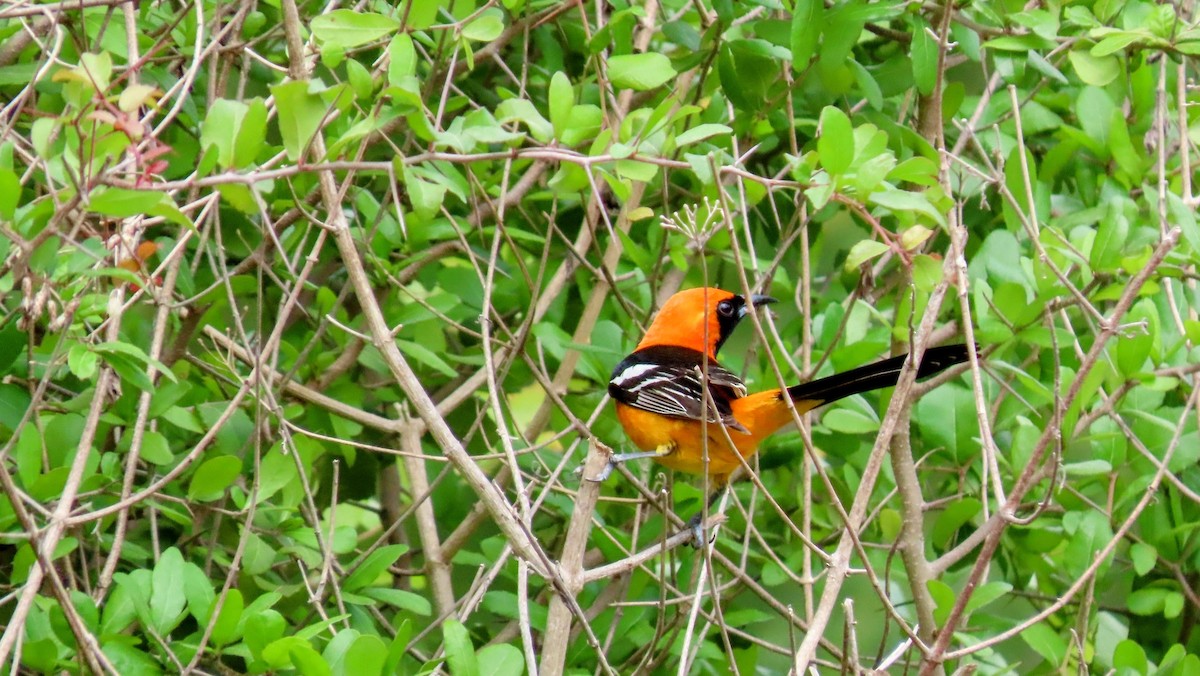 Hooded Oriole - ML635680959