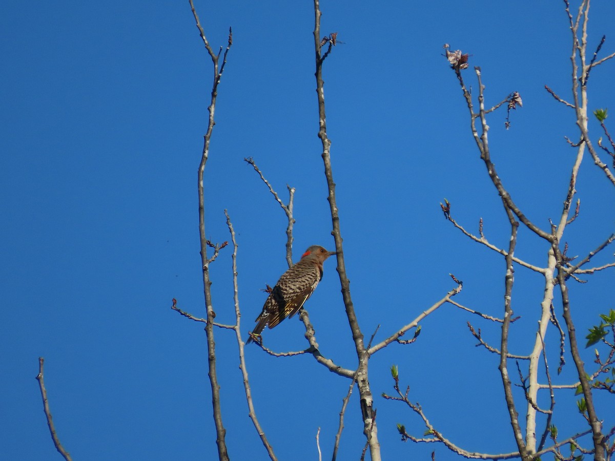 Northern Flicker - ML635680963