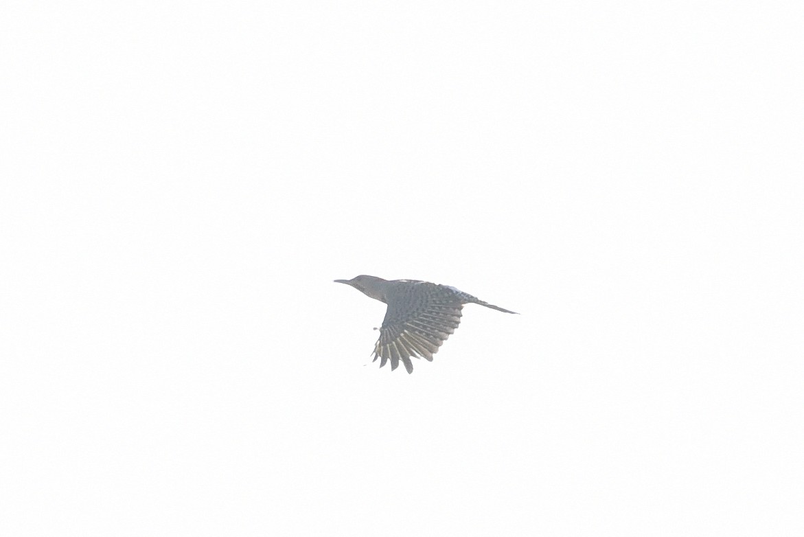 Northern Flicker - ML635681031