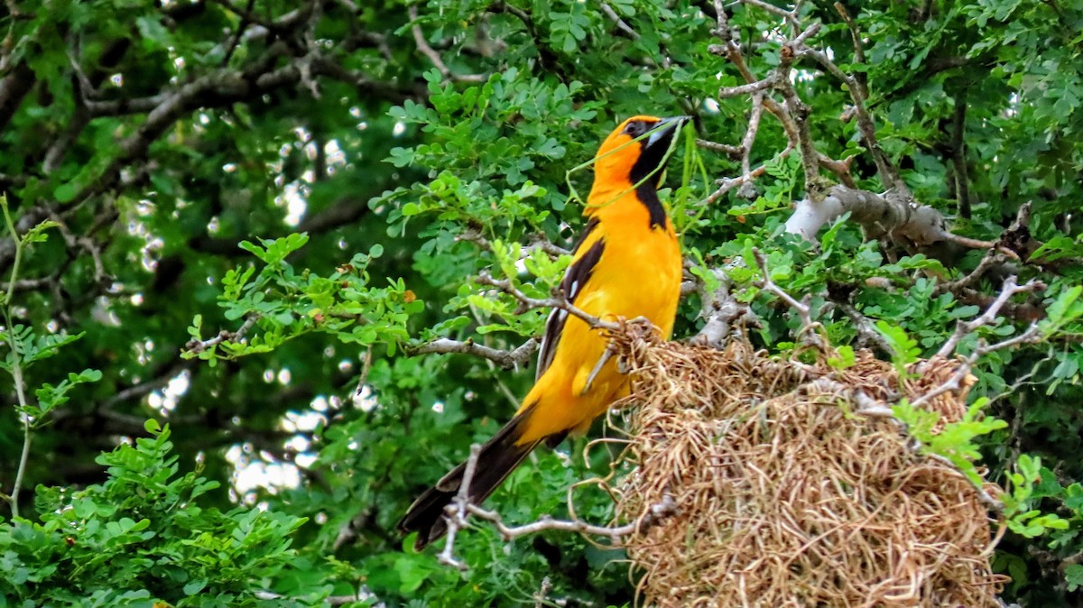 Altamira Oriole - ML635681054