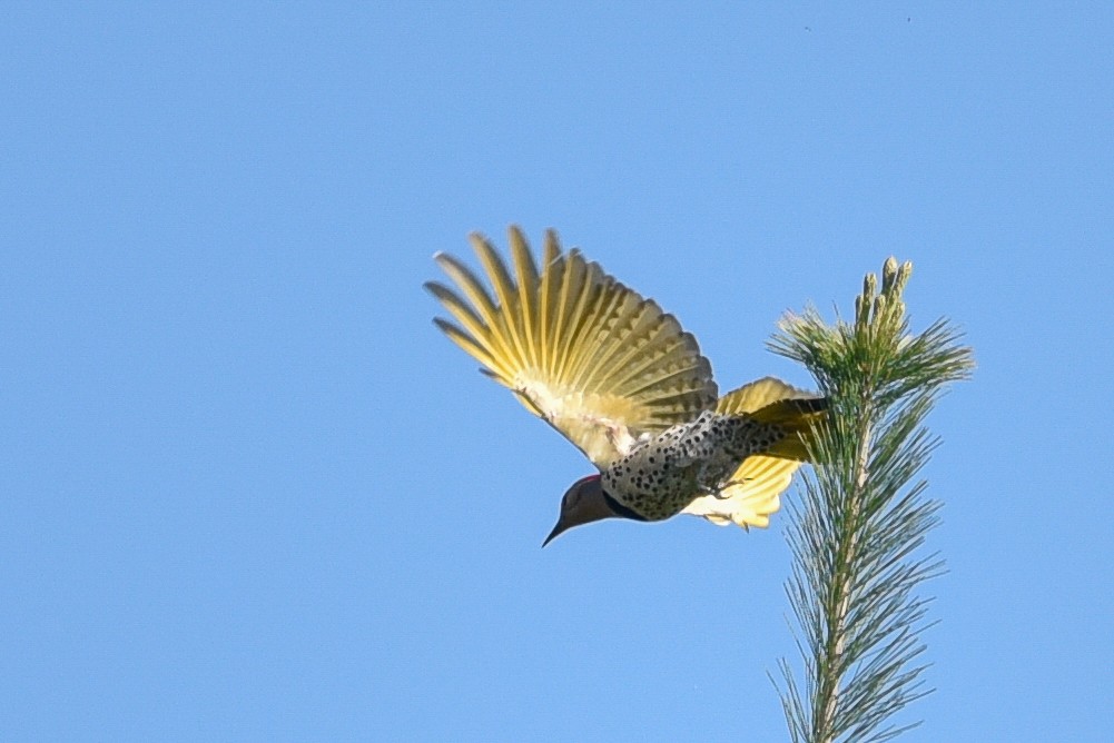 Northern Flicker - ML635681066