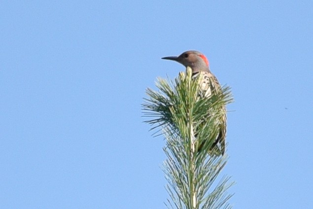 Northern Flicker - ML635681070