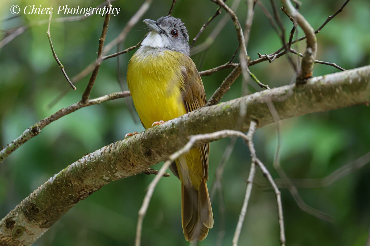 Yellow-bellied Bulbul - ML635681090
