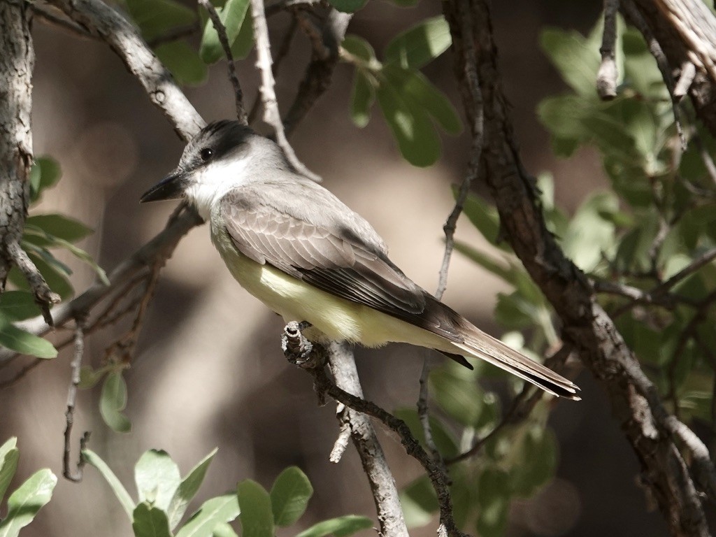 Thick-billed Kingbird - ML635681092
