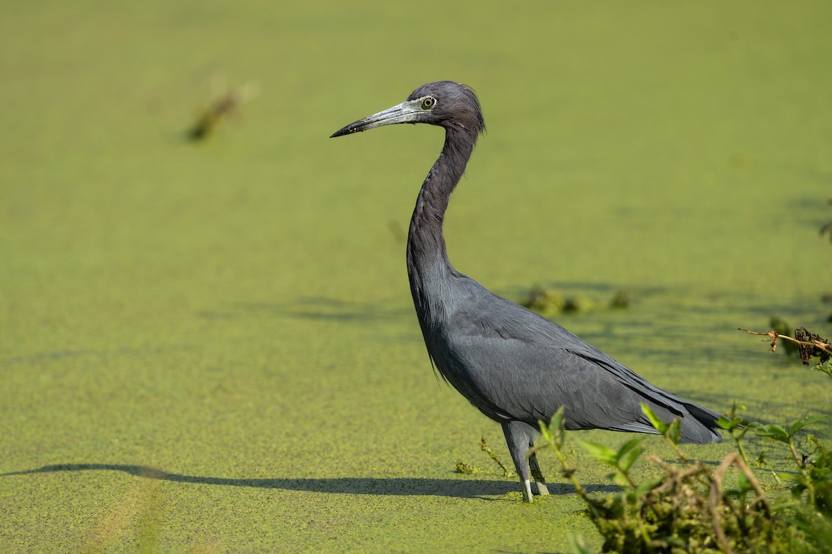 Little Blue Heron - ML635681341