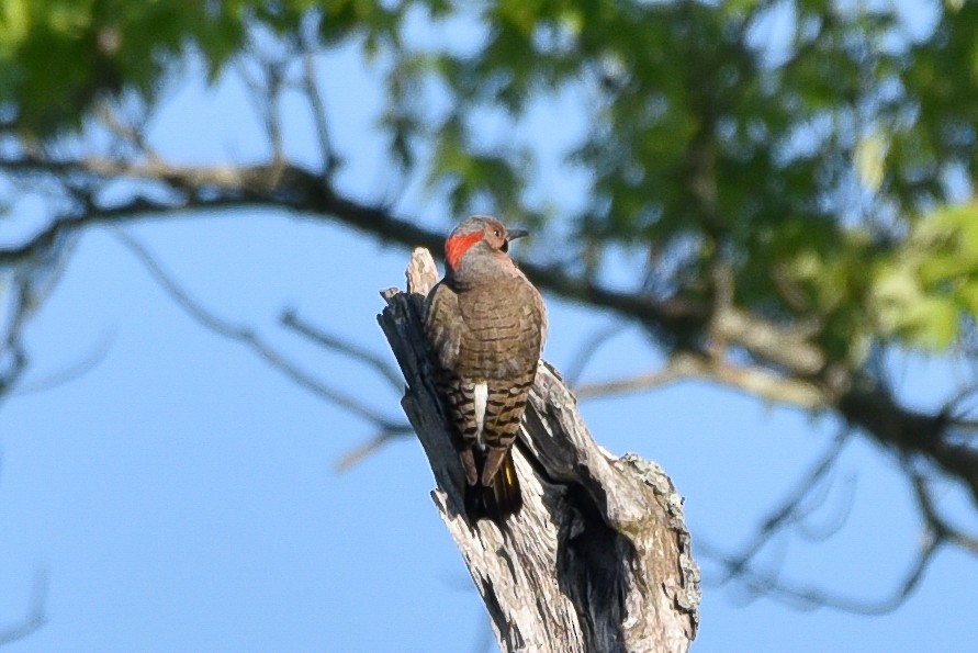 Northern Flicker - ML635681374