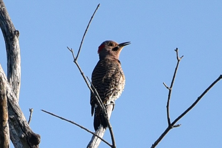 Northern Flicker - ML635681375