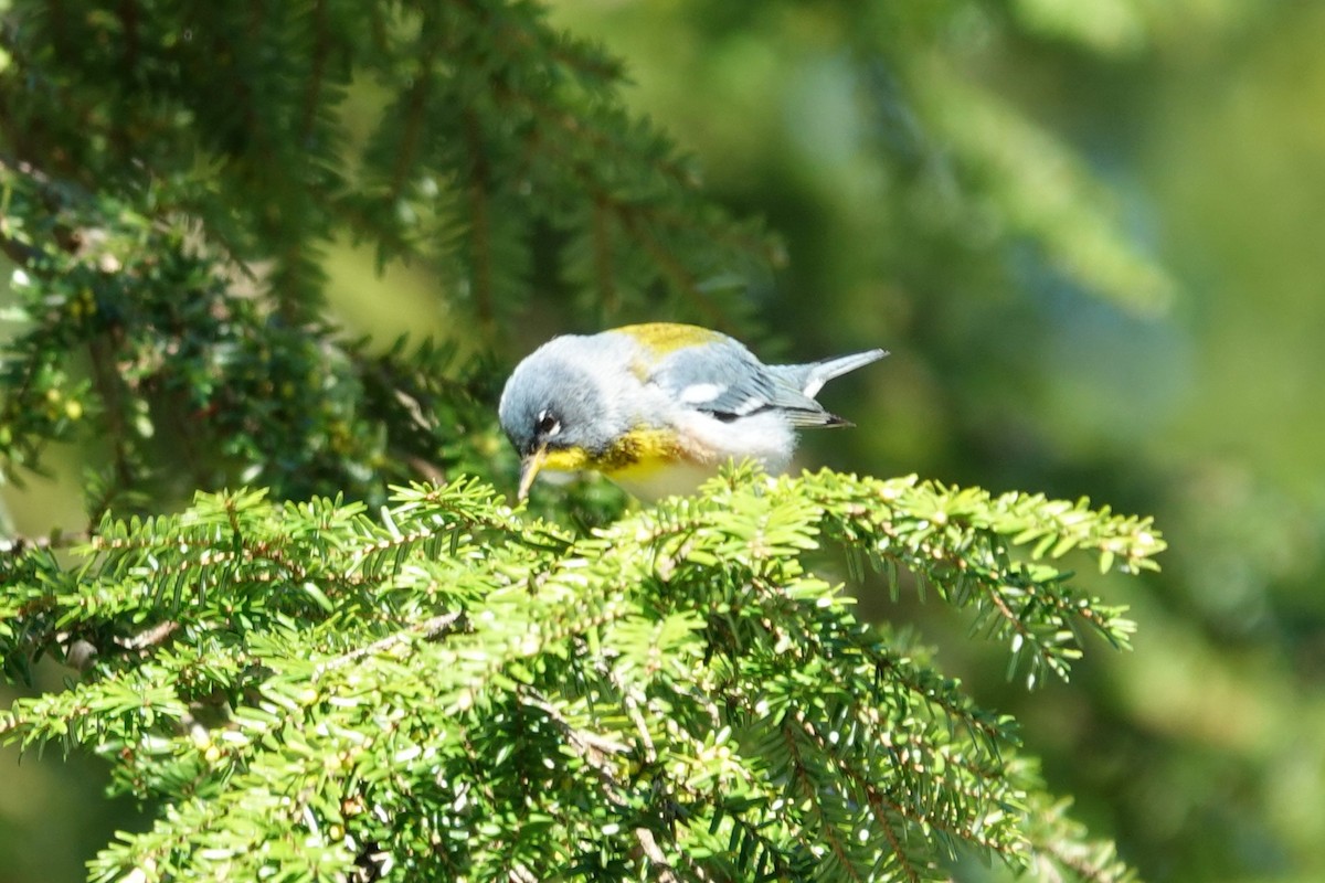 Northern Parula - ML635681434