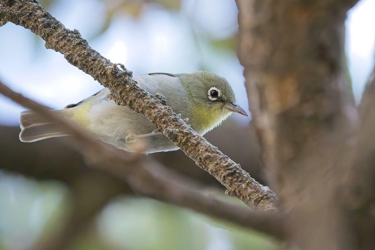 Abyssinian White-eye - ML635681472