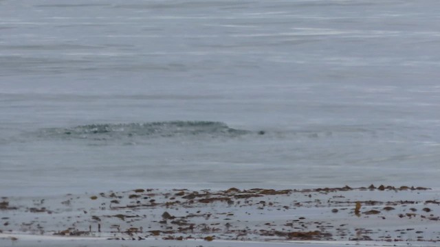 South American Sea Lion - ML635681558