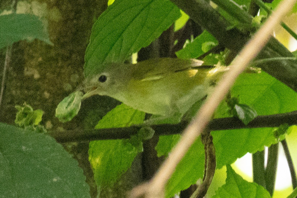 Lesser Greenlet - ML635681560