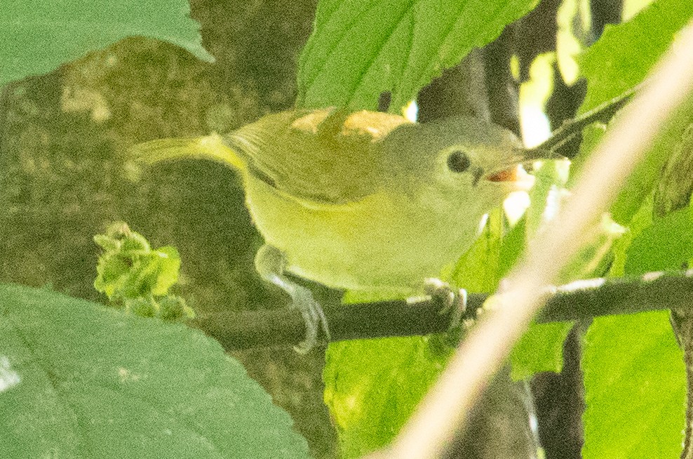 Lesser Greenlet - ML635681561