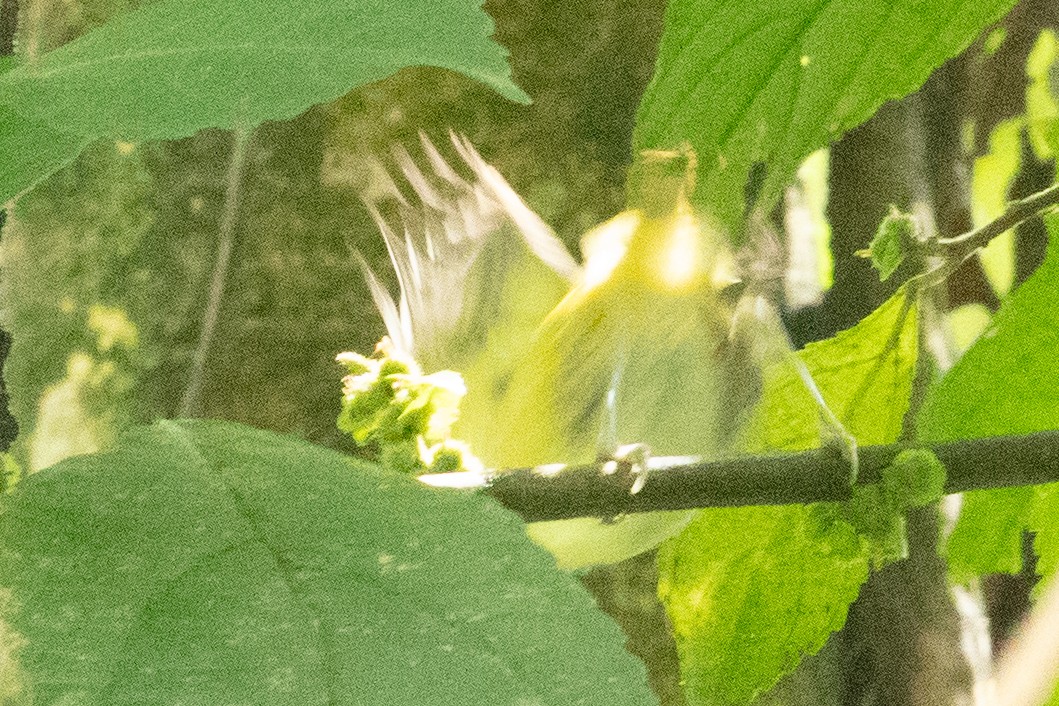 Lesser Greenlet - ML635681563