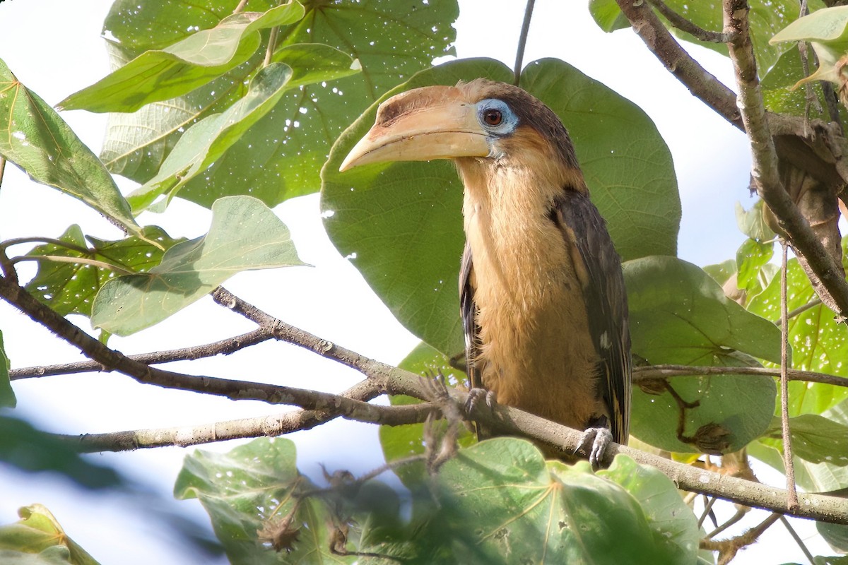 Rusty-cheeked Hornbill - ML635681582