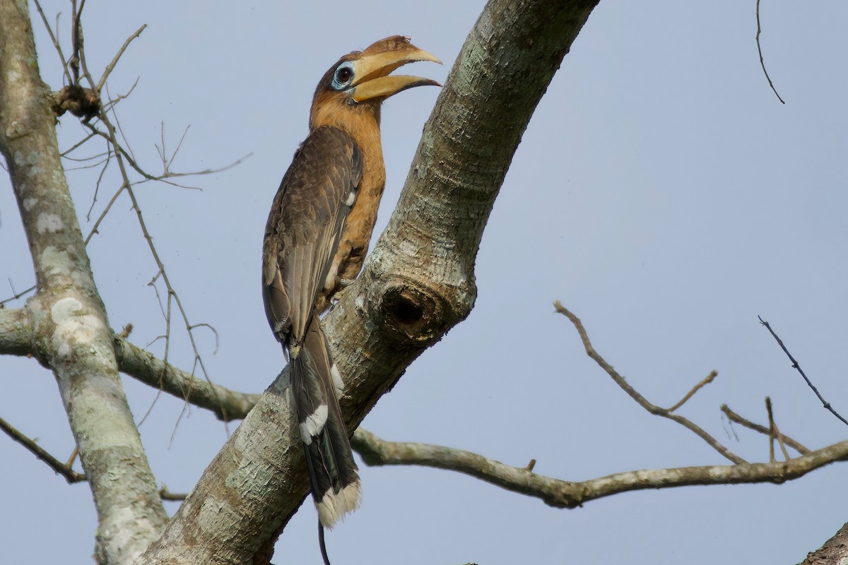 Rusty-cheeked Hornbill - ML635681583