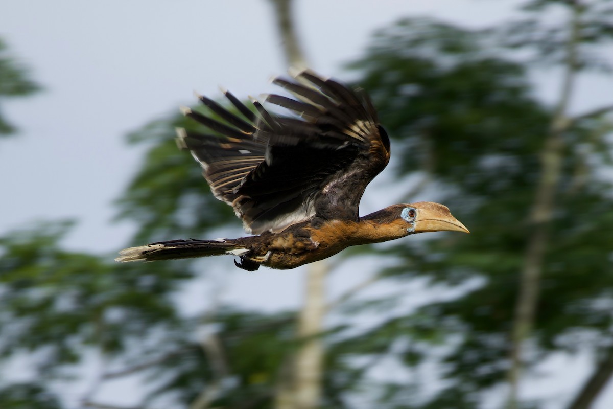 Rusty-cheeked Hornbill - ML635681584